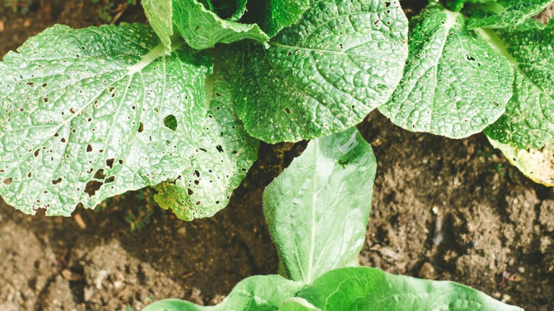 lattuce holes ground soil